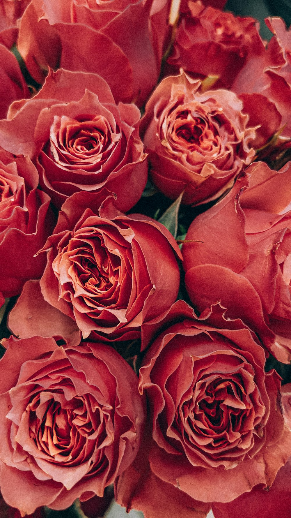 red roses in close up photography