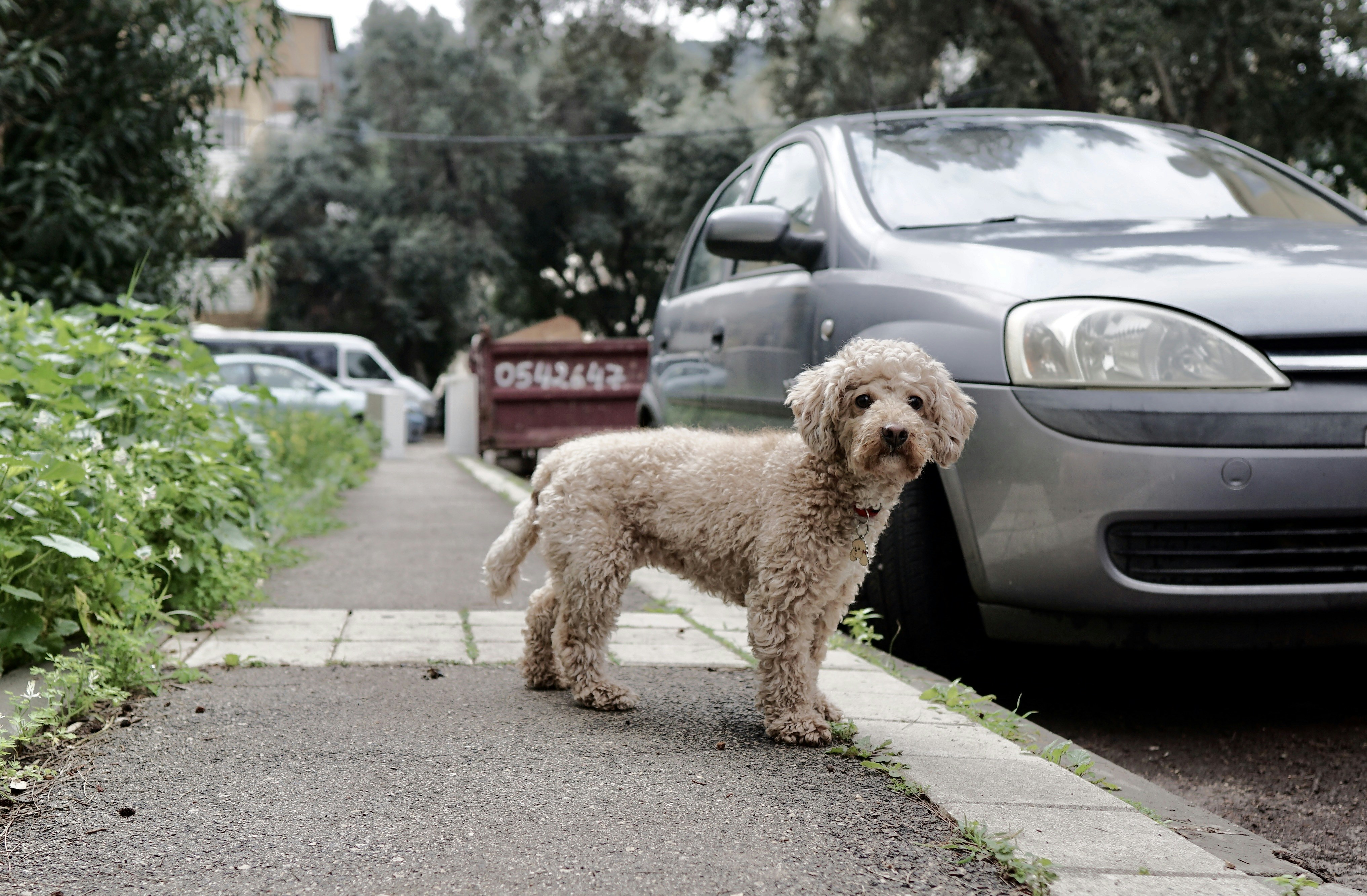 brown poodle on the street