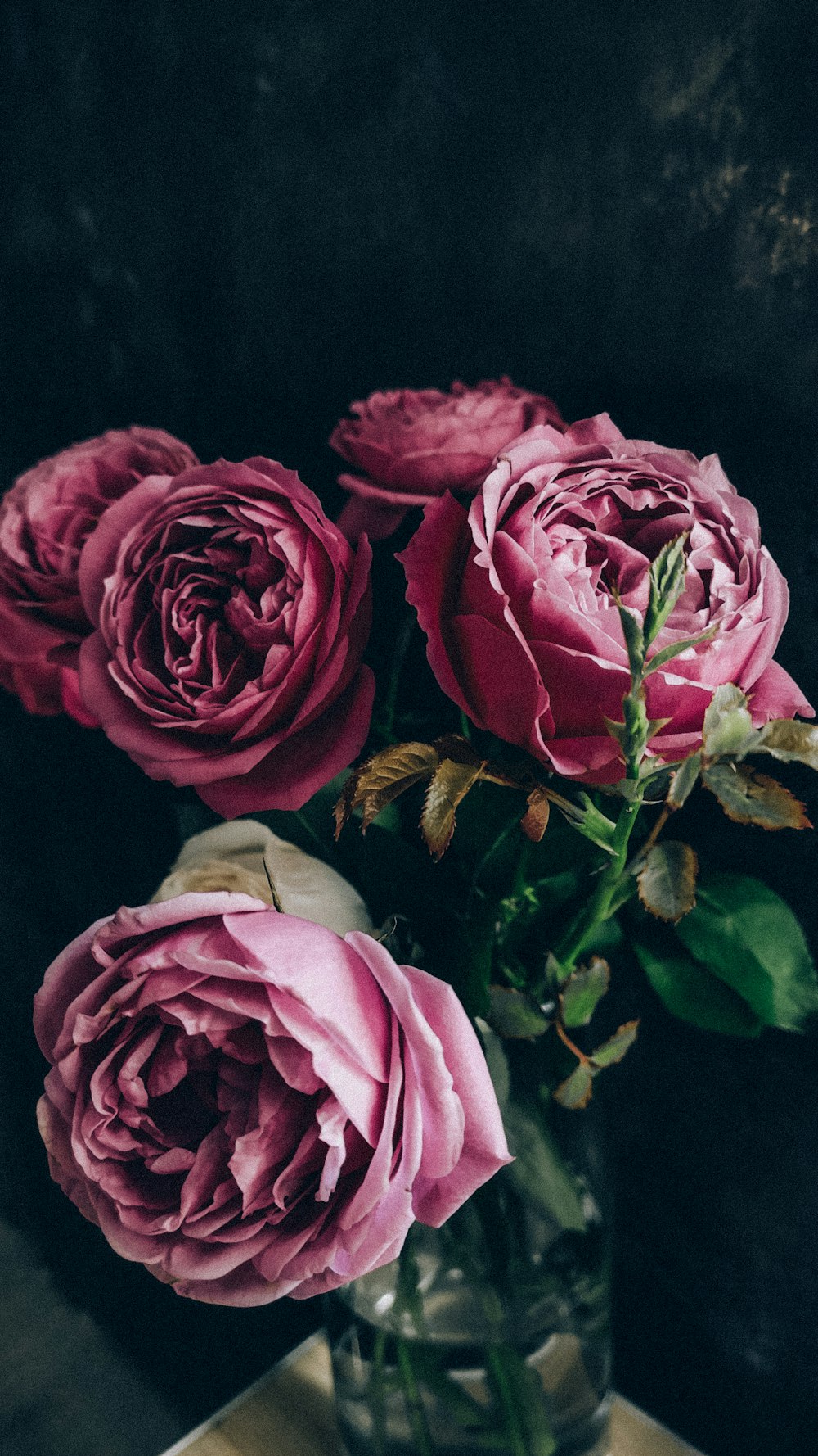 클로즈업 사진의 분홍색 장미