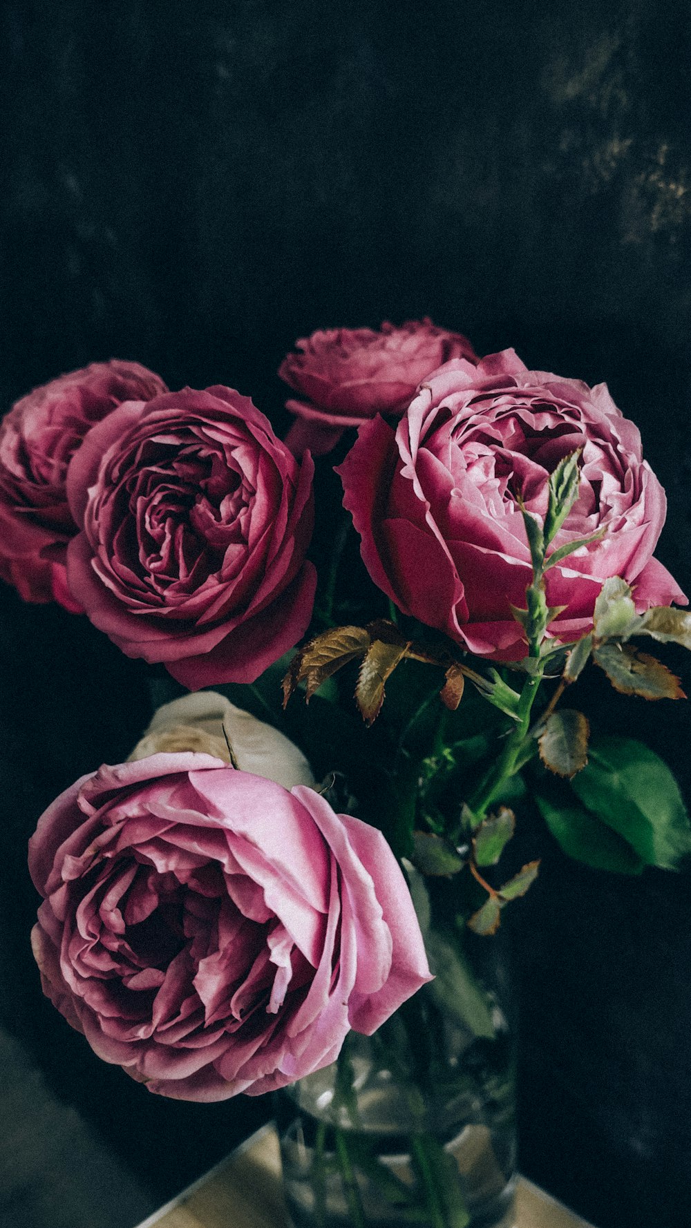 pink roses in close up photography