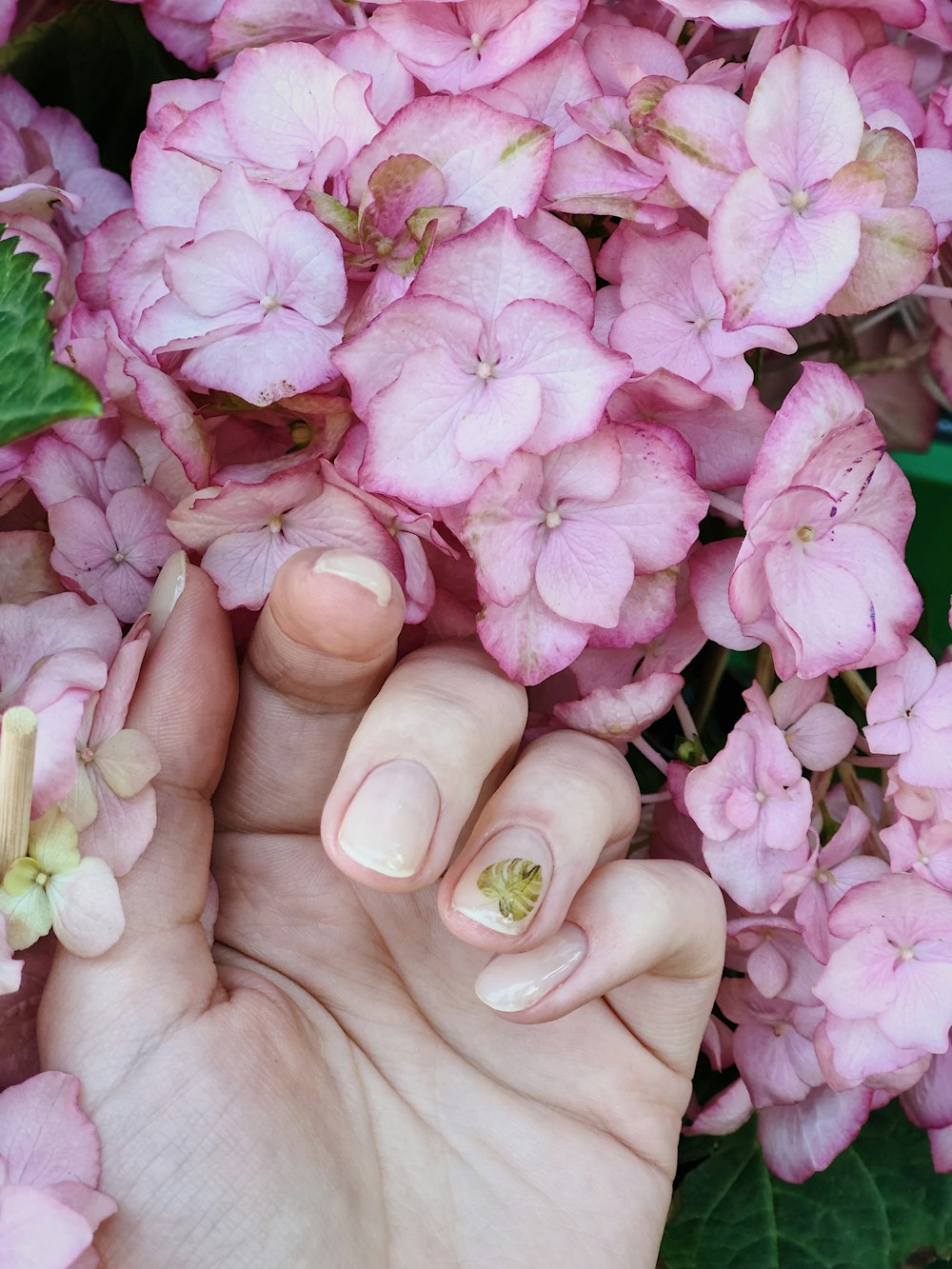 person holding pink and white flowers