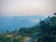 A row of papaya trees thriving on a hillside with morning mist.