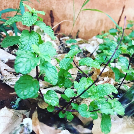 A vibrant peppermint plant symbolizing natural anti-inflammatory benefits.