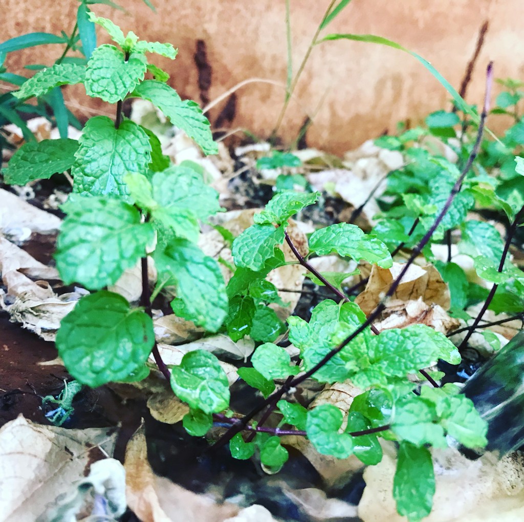 Refreshing Living Mint