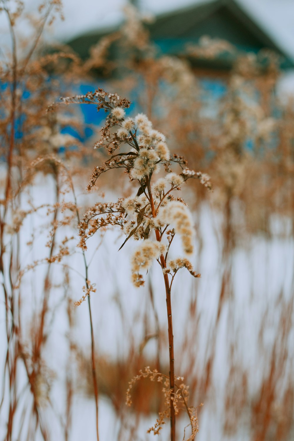 brown grass in tilt shift lens