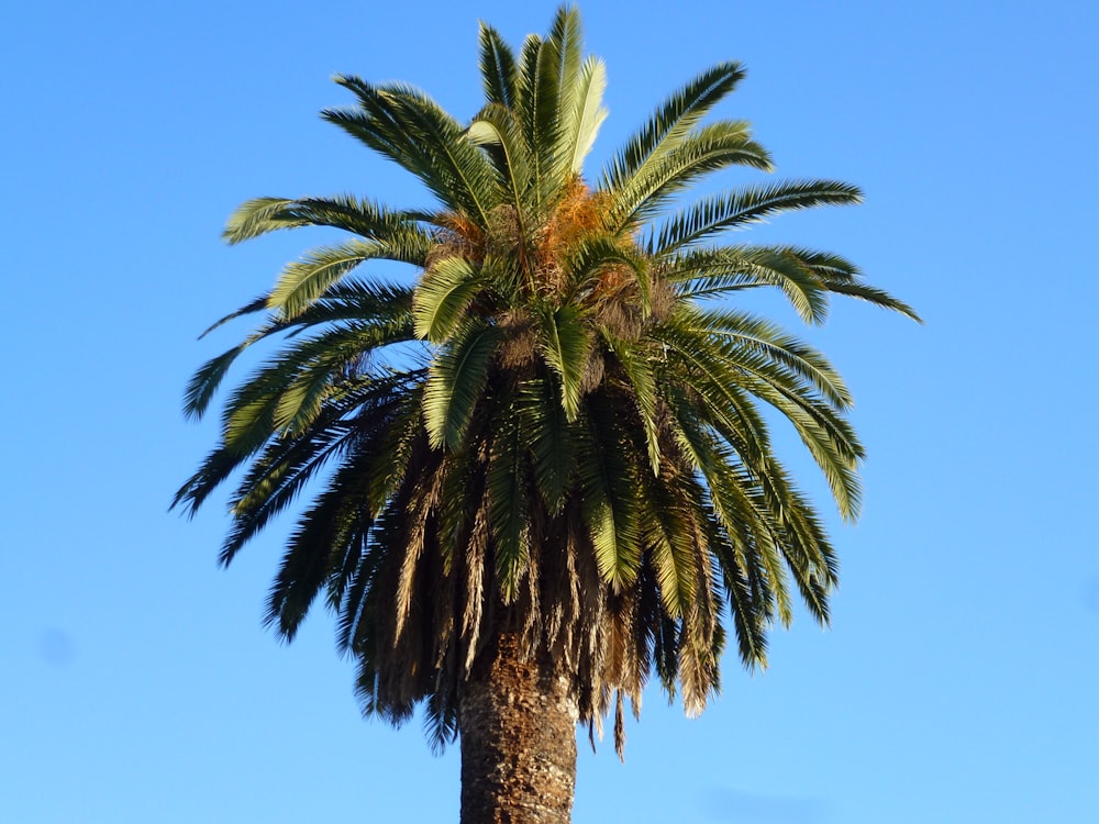 green palm tree under blue sky during daytime