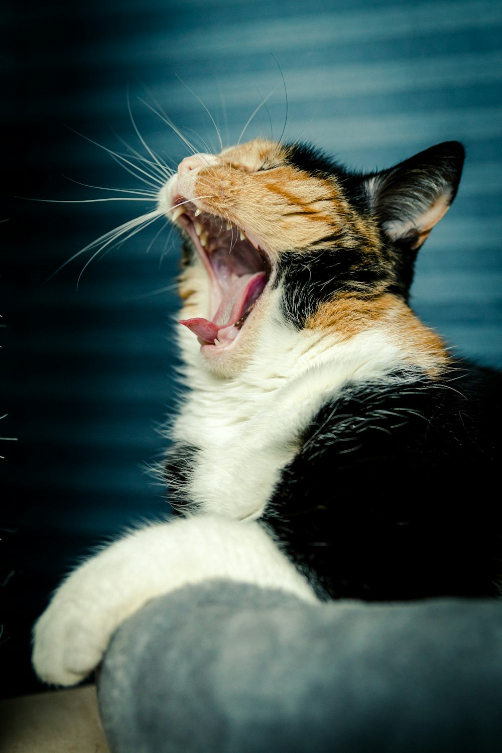 orange black and white cat on white textile