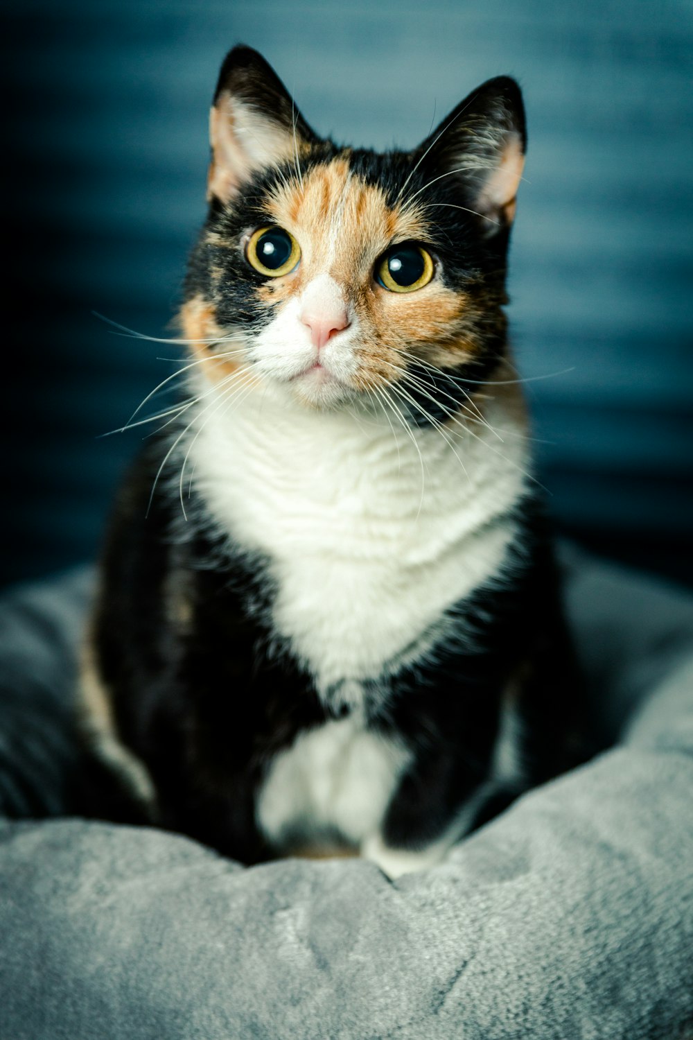 Gato calicó sobre textil gris