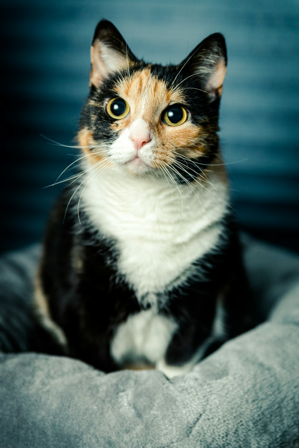 gato calico no têxtil cinzento