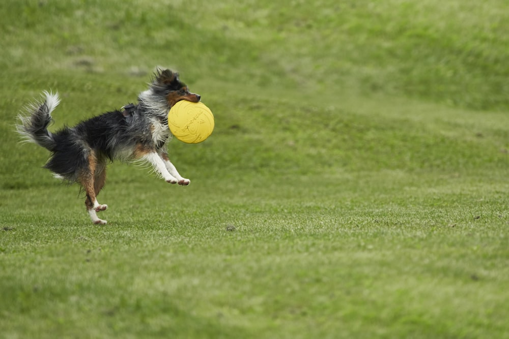 Perro de pelo corto blanco y negro jugando a la pelota amarilla en el campo de hierba verde durante el día