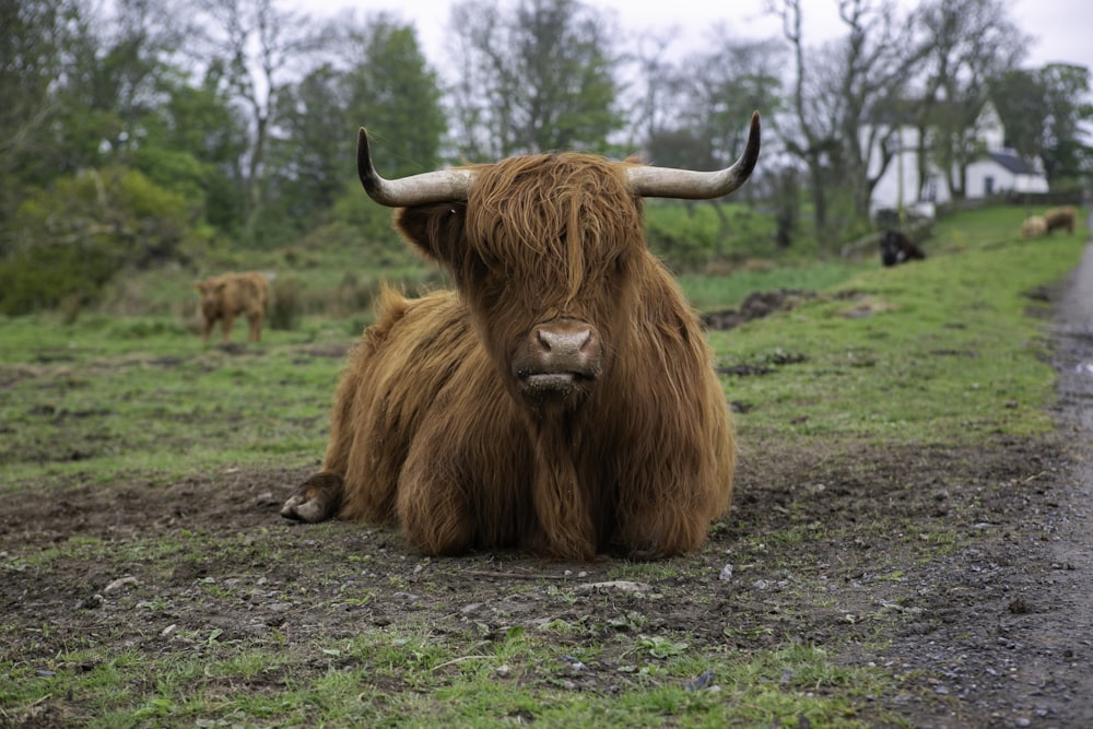 a yak sitting on the side of a road