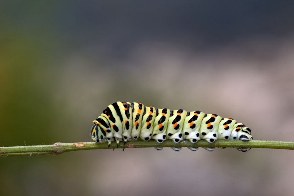 green and black caterpillar on brown stem