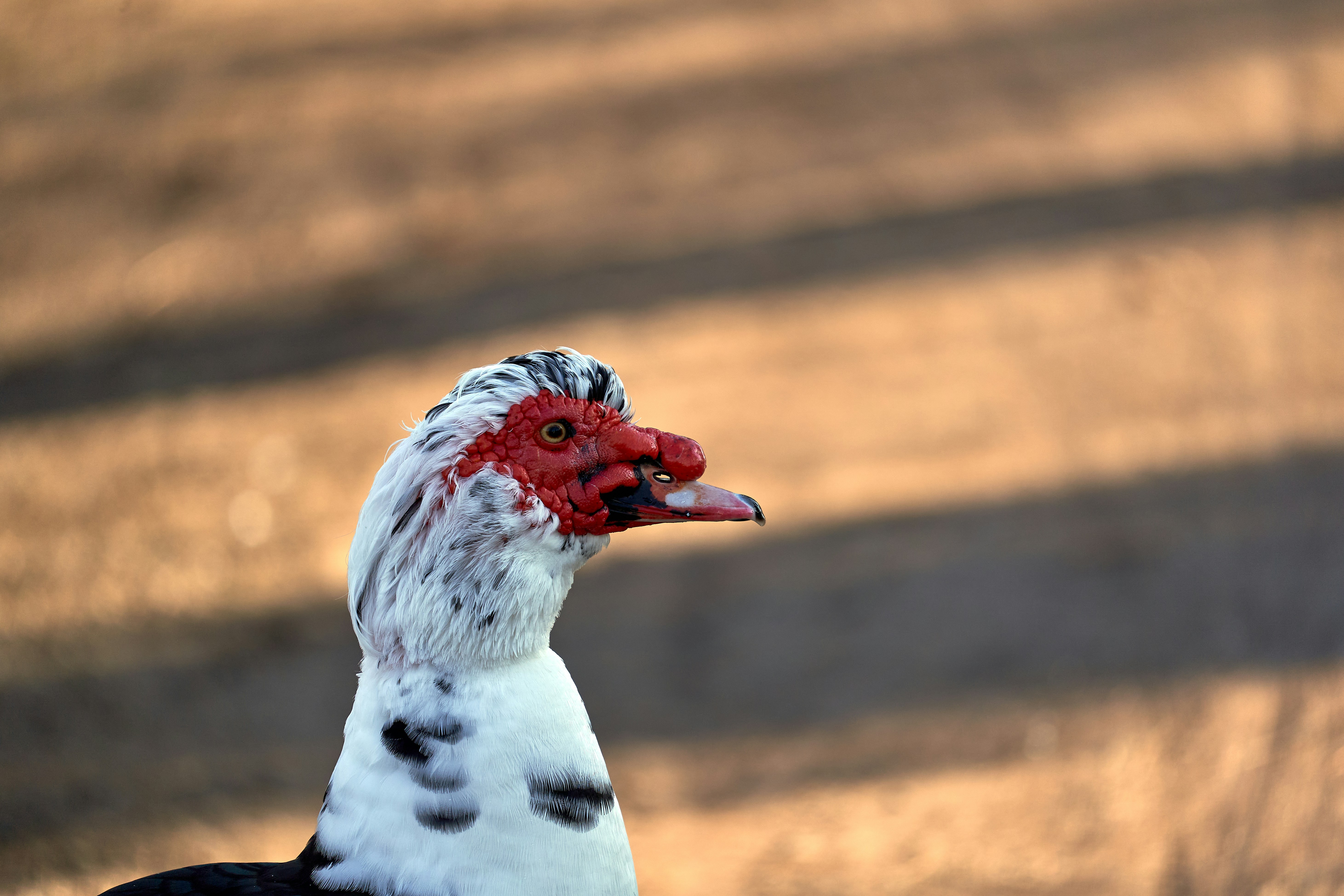 Photo by wolfgang_hasselmann