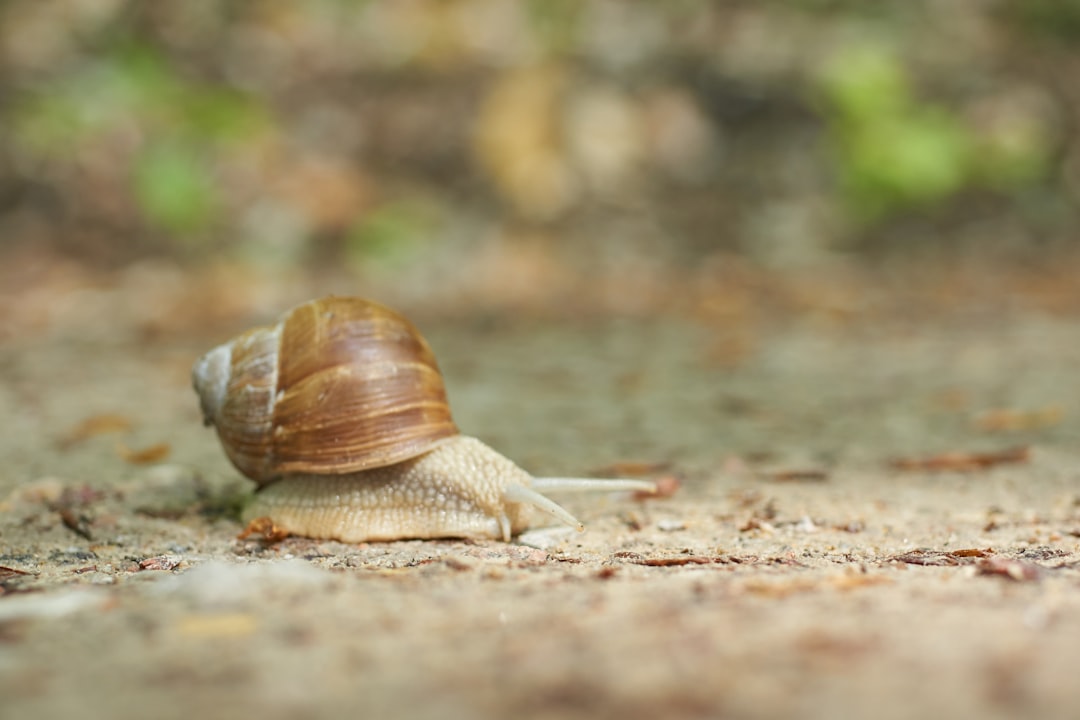 brown snail on brown soil during daytime