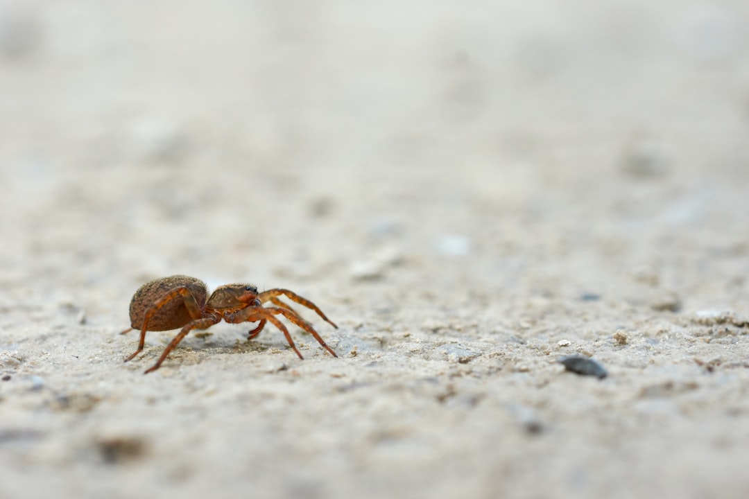 brown spider on gray sand