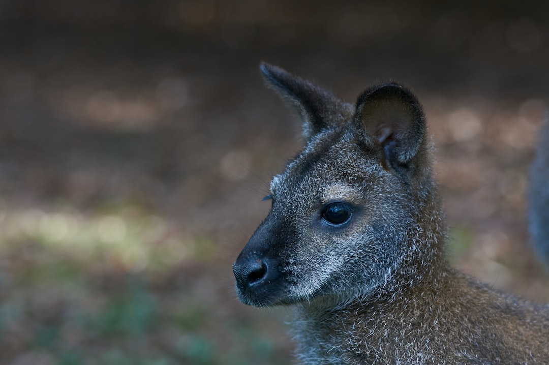 brown kangaroo in tilt shift lens