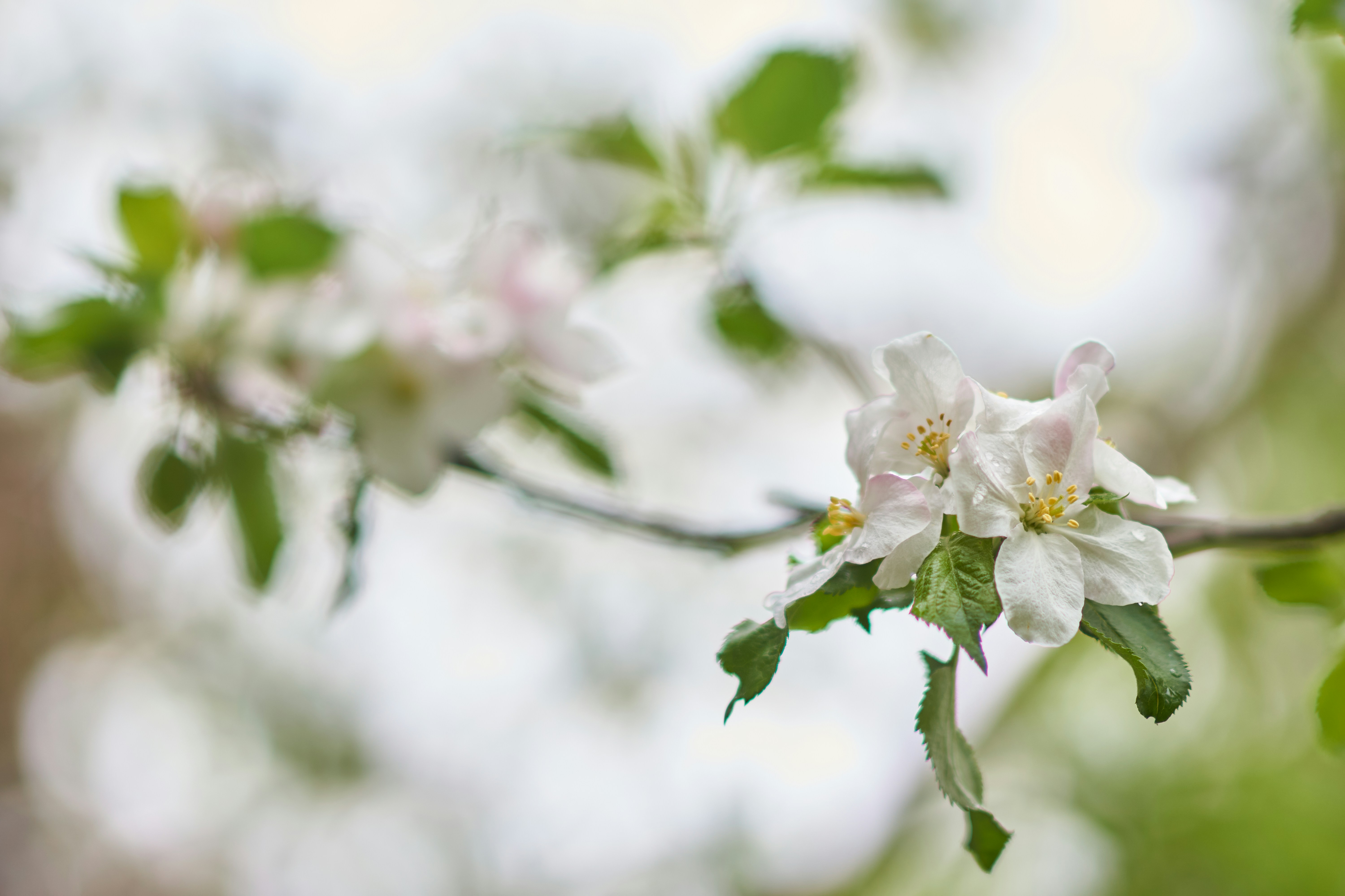 Photo by wolfgang_hasselmann