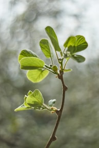 plante naturopathie