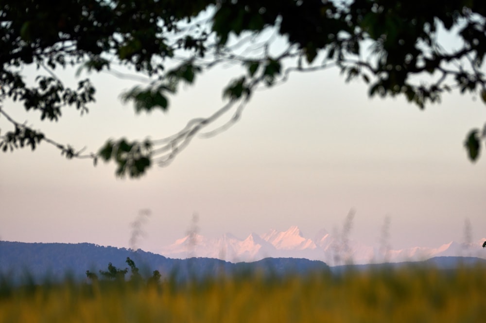 green grass field and mountains during daytime