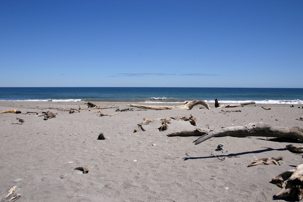 flock of birds on beach during daytime