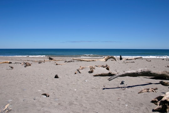 flock of birds on beach during daytime in Haast New Zealand