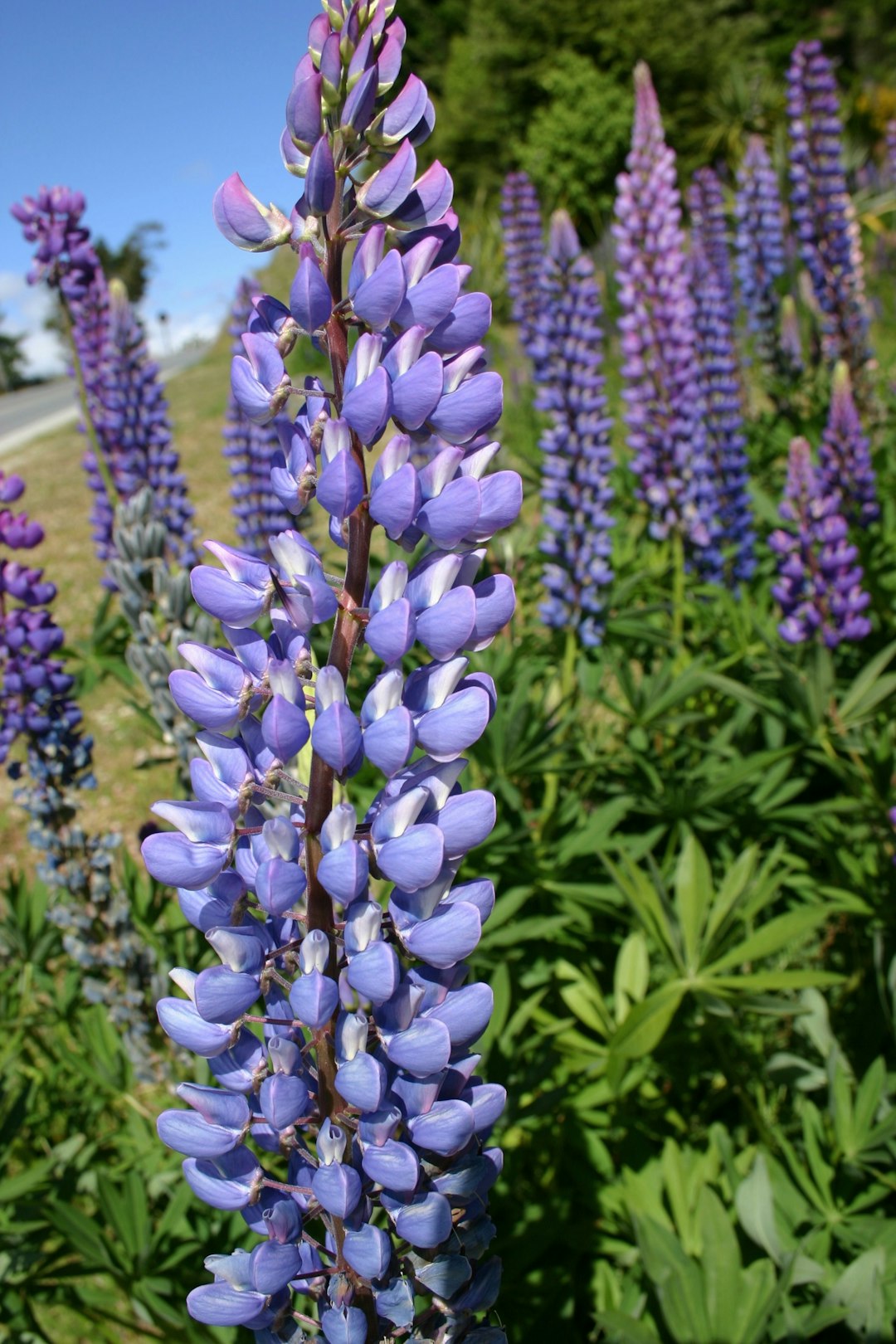 purple flowers in tilt shift lens