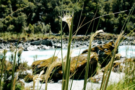 brown grass on river bank during daytime in Haast New Zealand