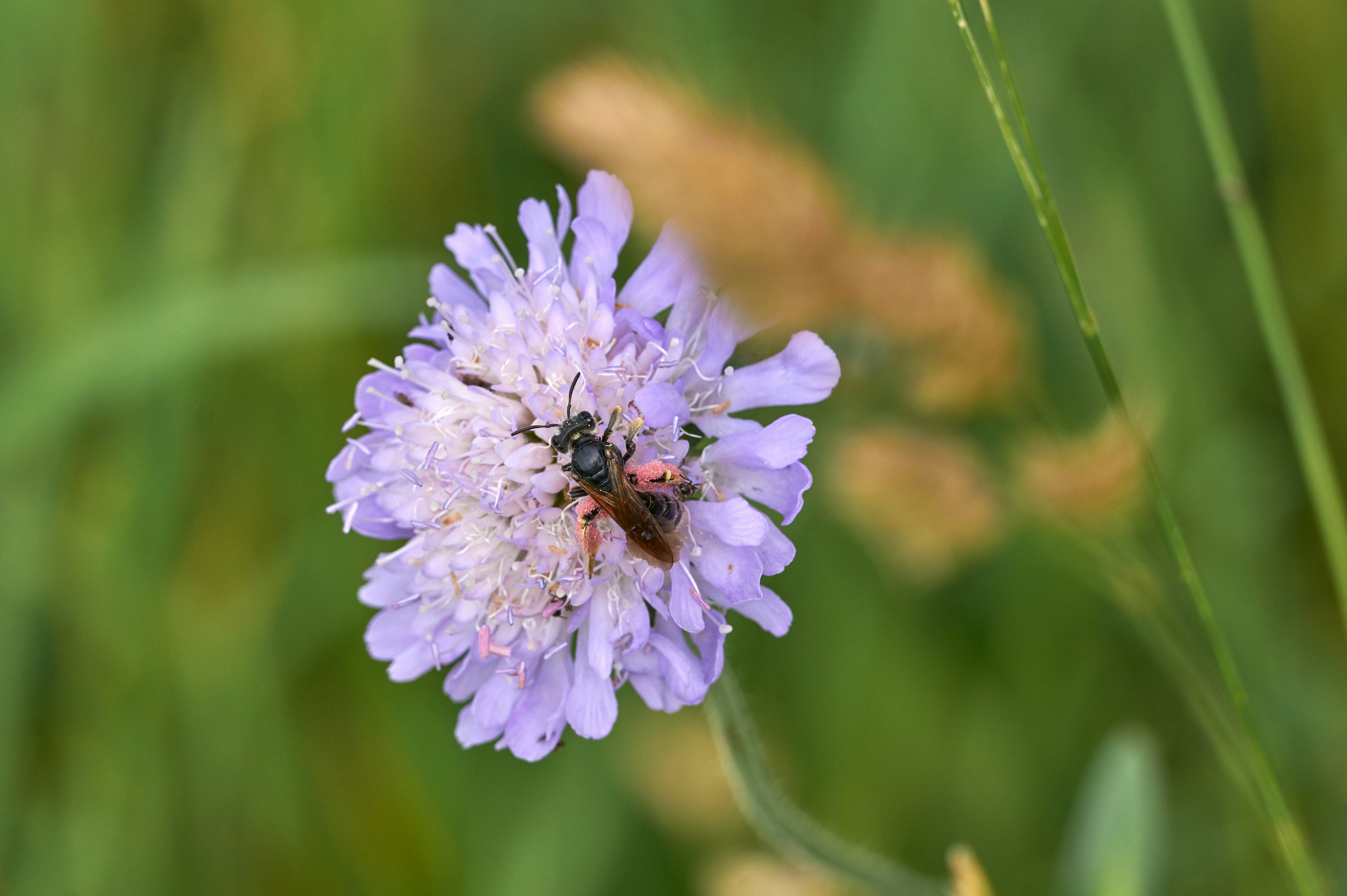 Photo by wolfgang_hasselmann