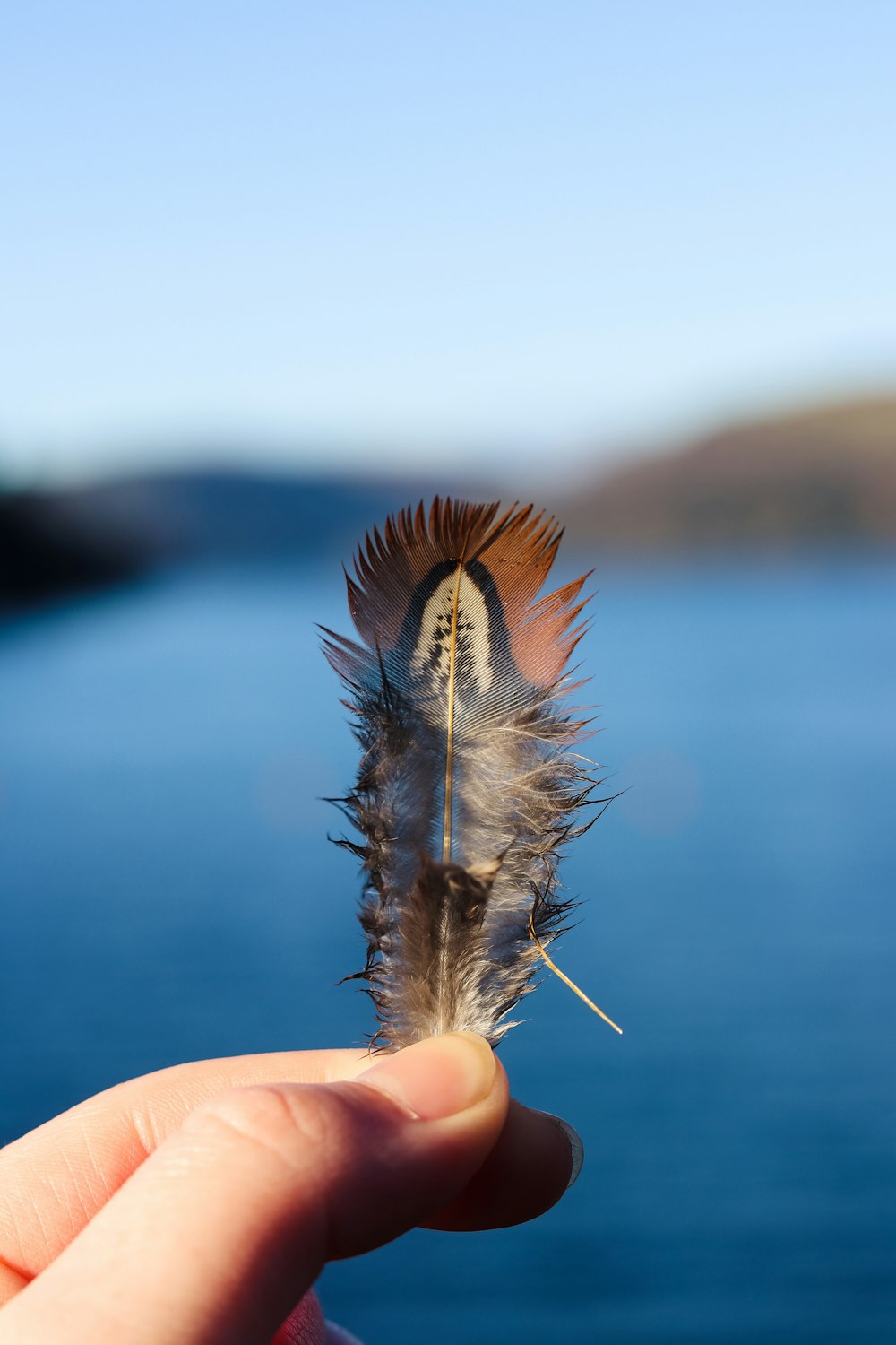 brown and white feather on persons hand