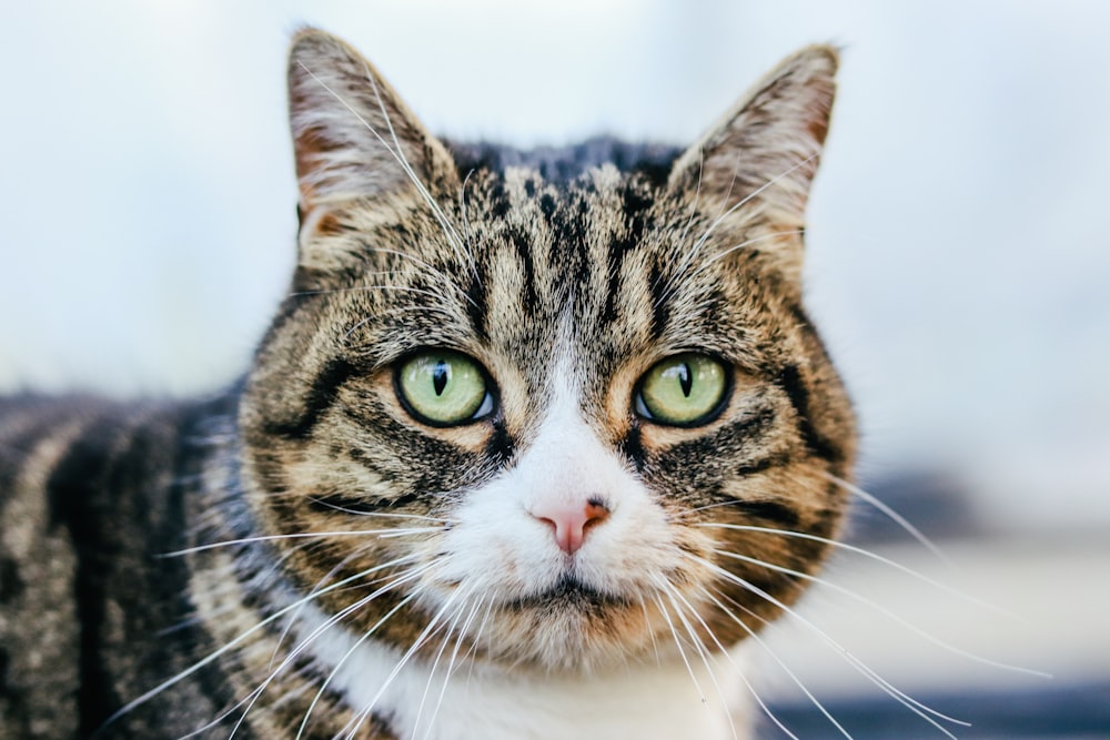 brown tabby cat in close up photography