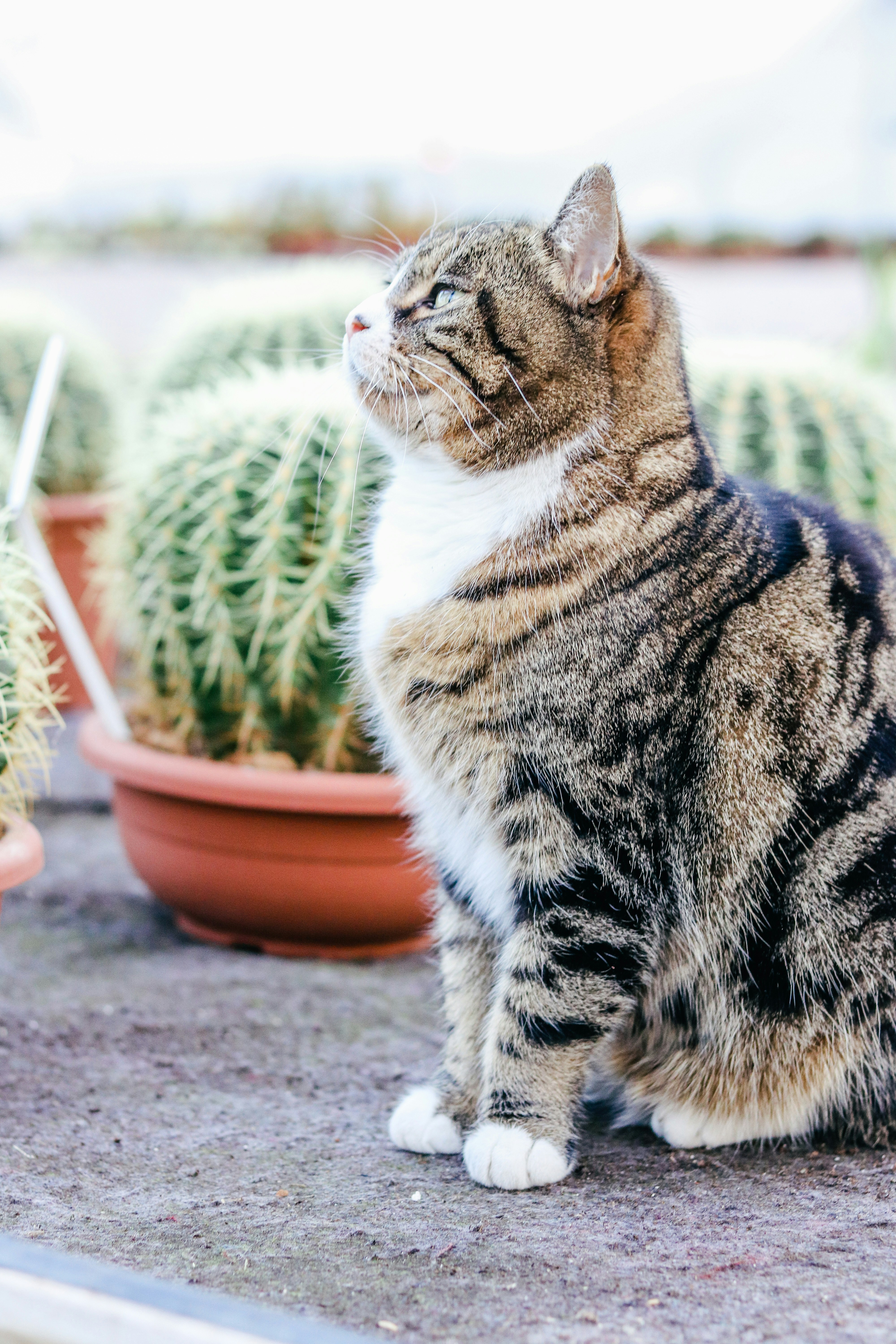 17 Classic Tortoiseshell Cat Names Perfect for Elegant Cats
