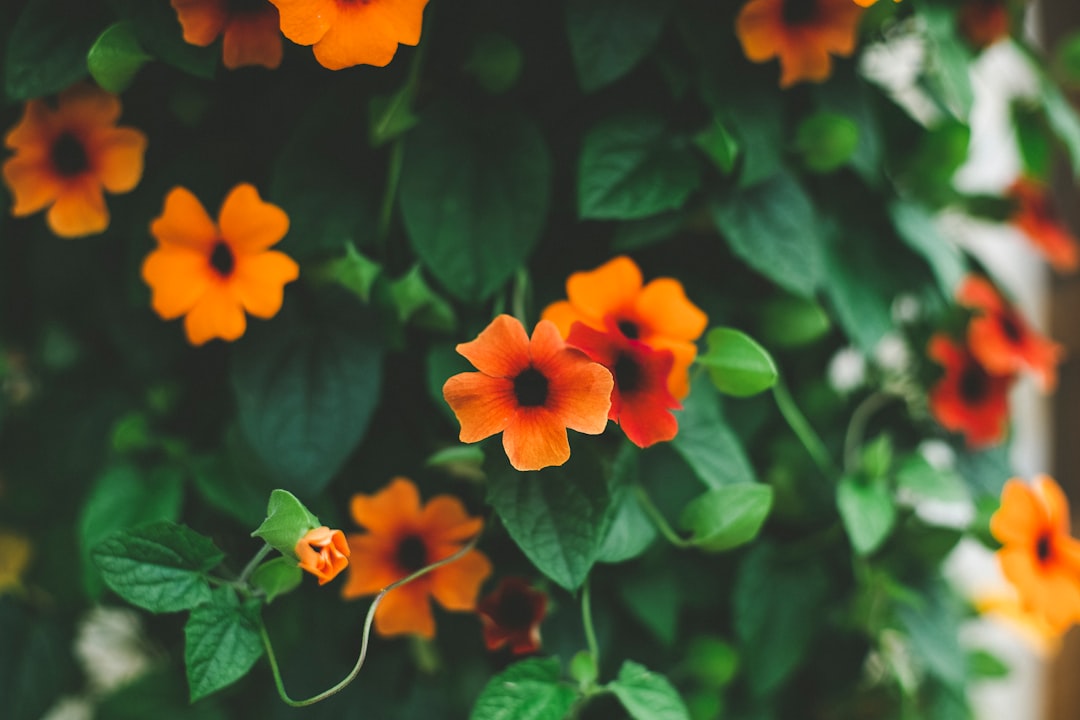 red flower with green leaves