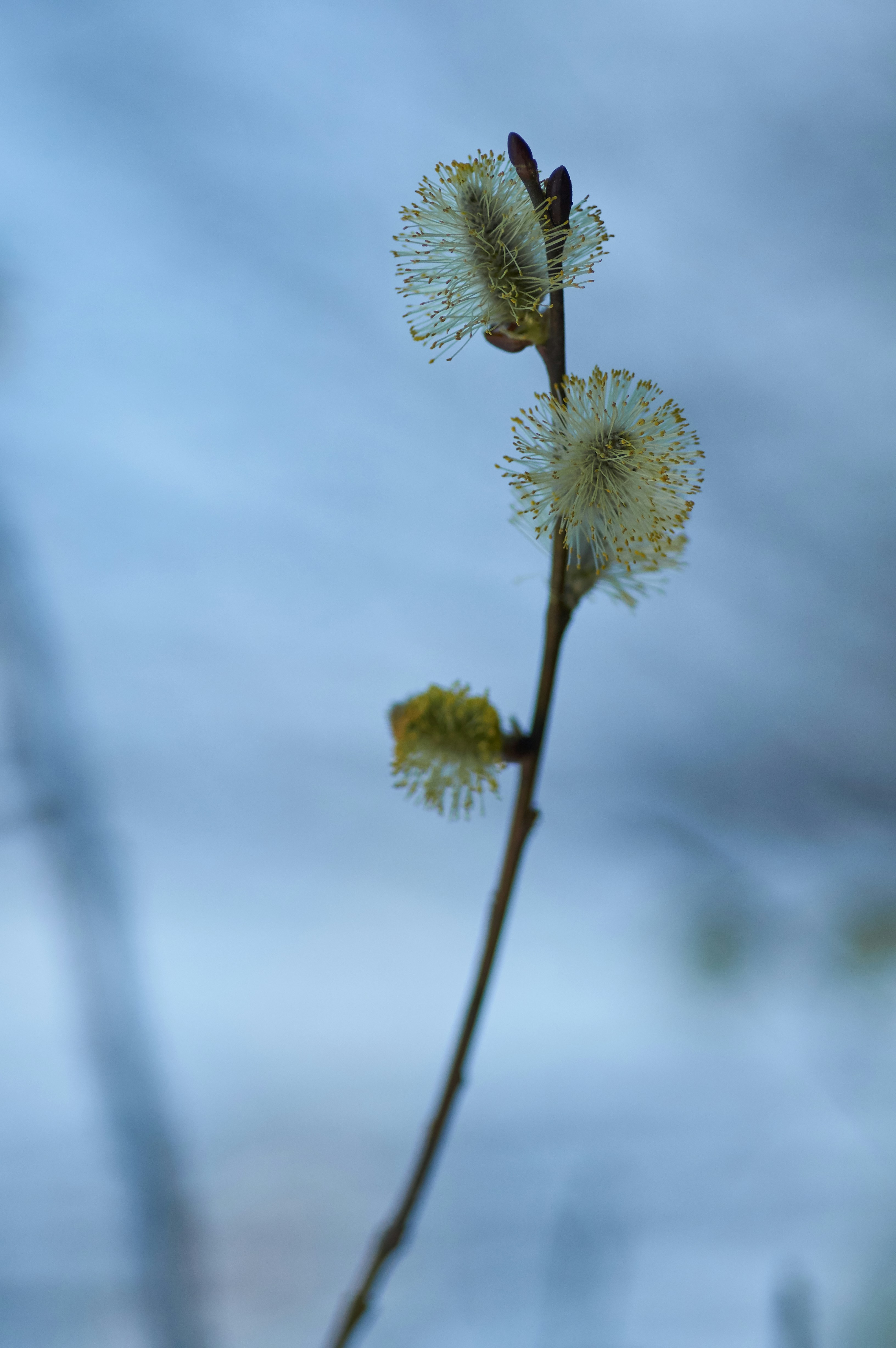 Photo by wolfgang_hasselmann