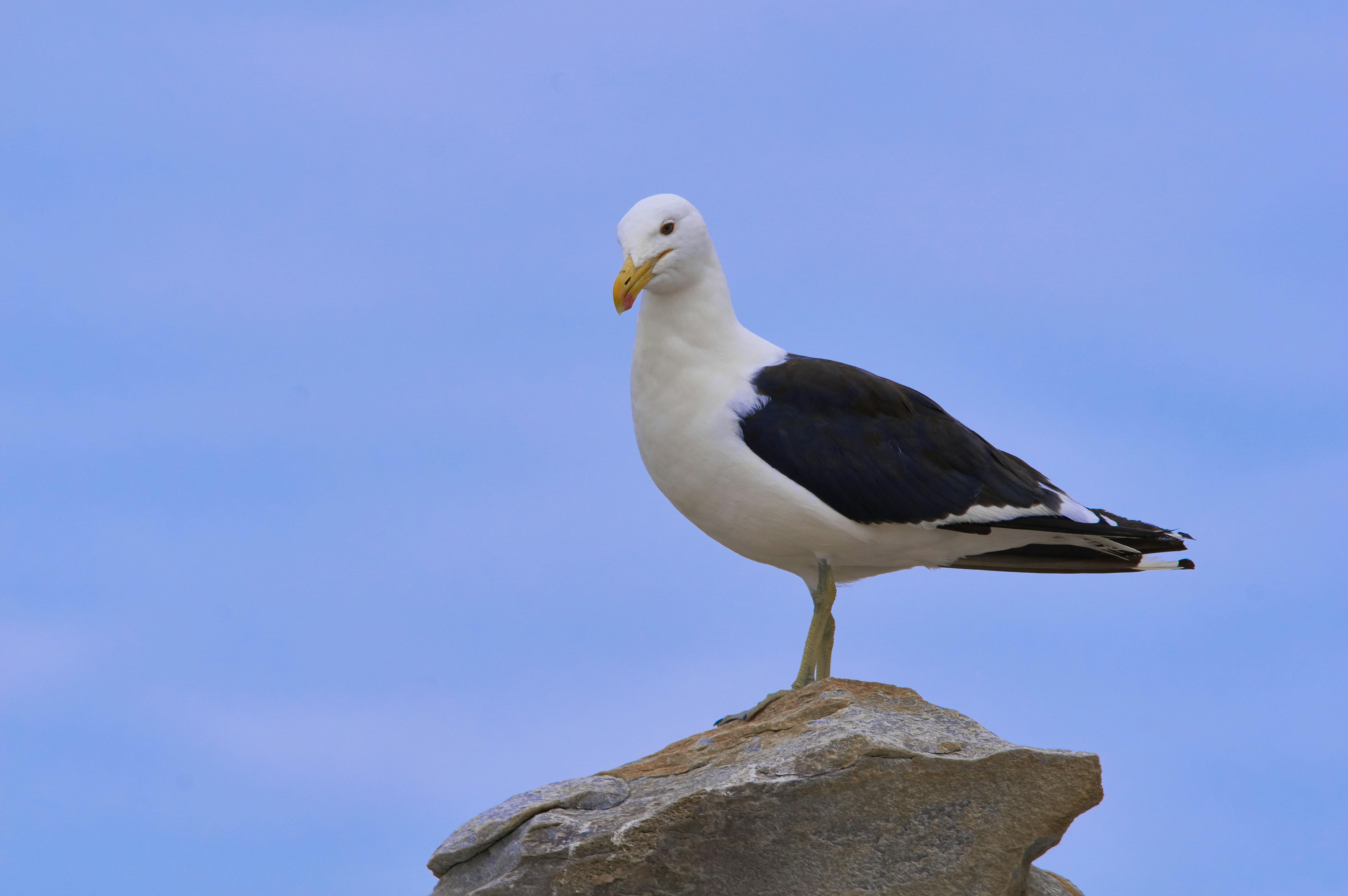 Photo by wolfgang_hasselmann