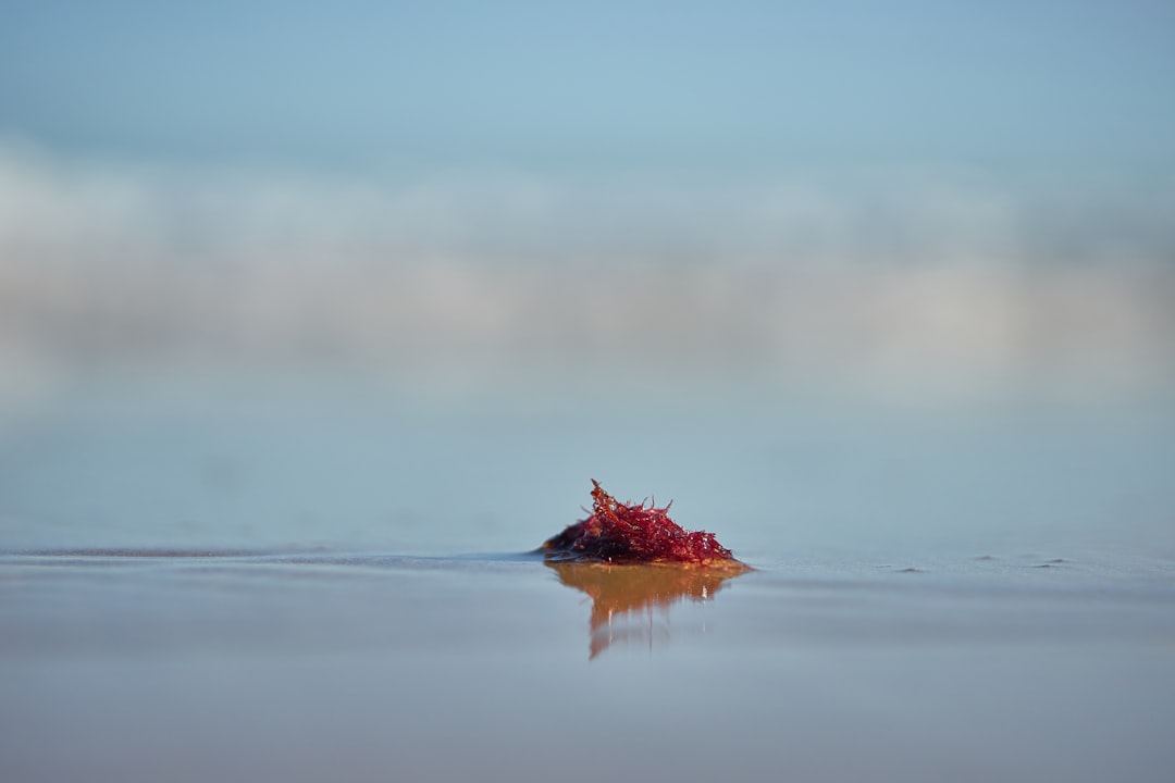 red maple leaf on water