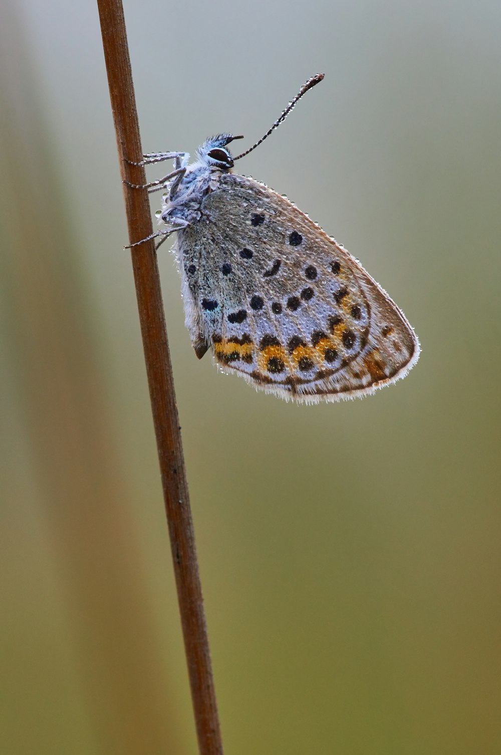 brown and white butterfly on brown stick