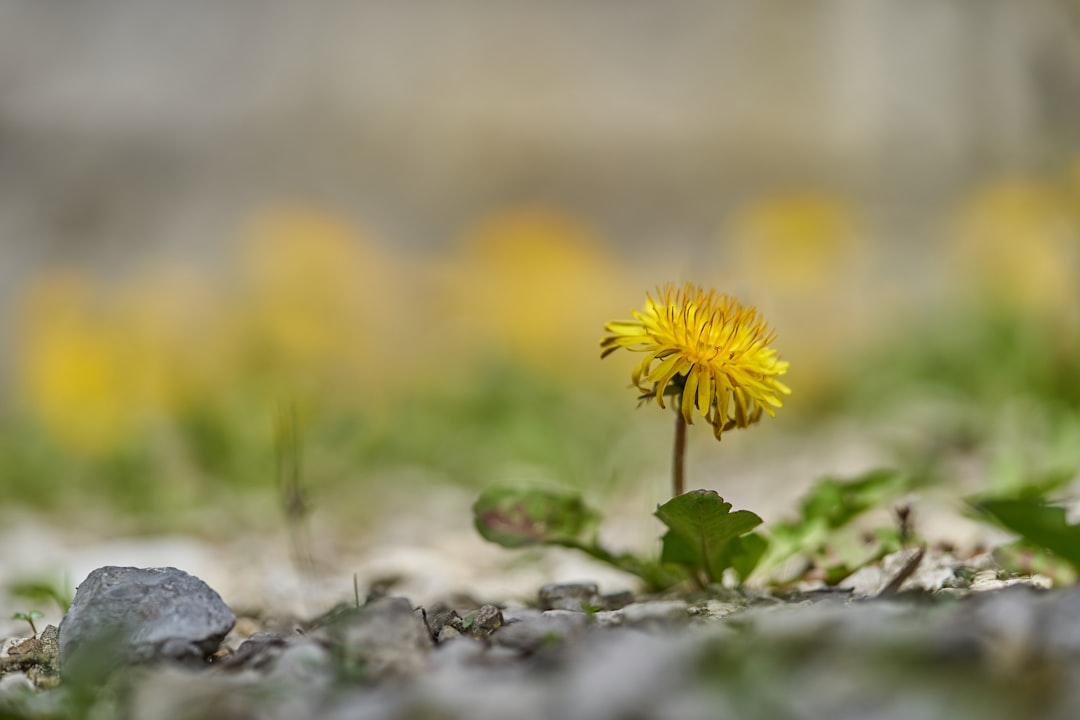yellow flower on gray stone