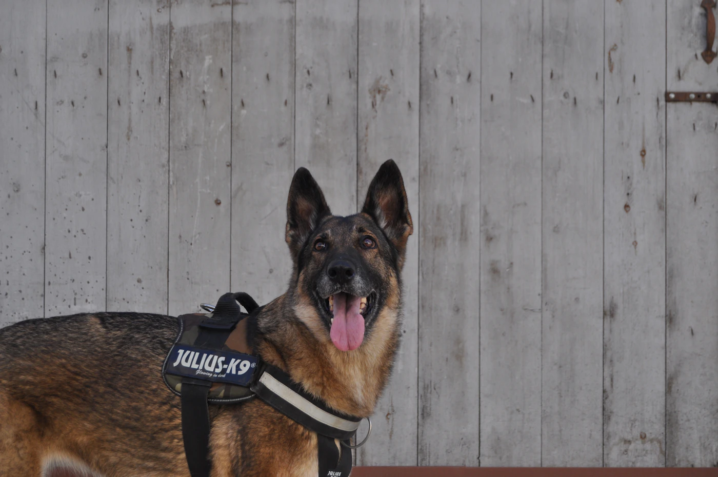 A calm dog wearing a service vest, sitting attentively and watching its handler for the next cue
