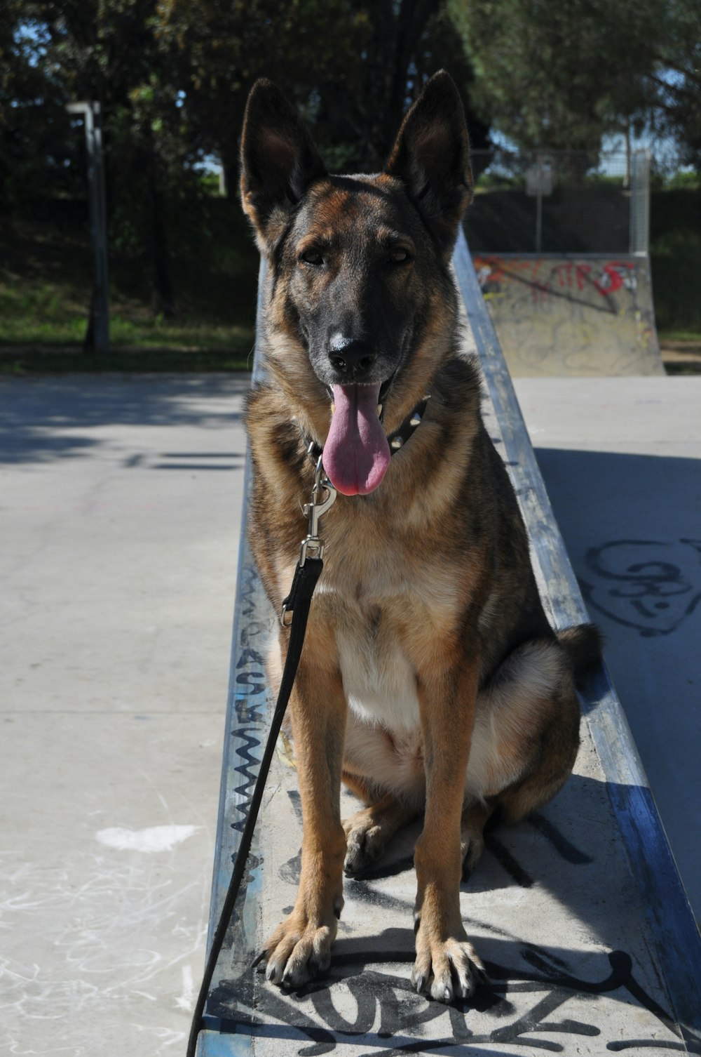 black and tan german shepherd sitting on concrete floor