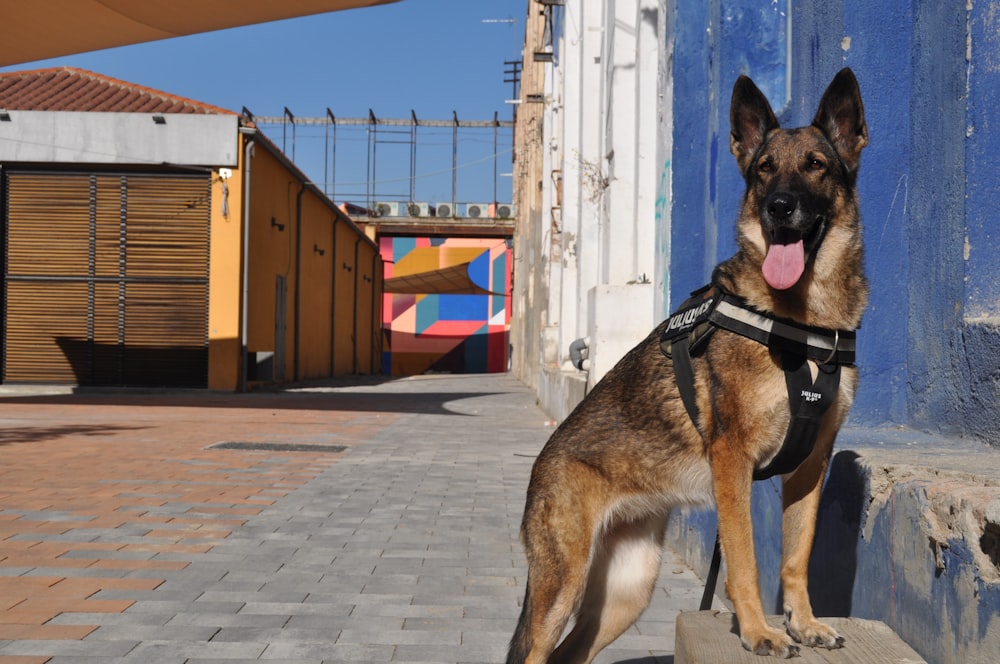 brown and black german shepherd with black leash