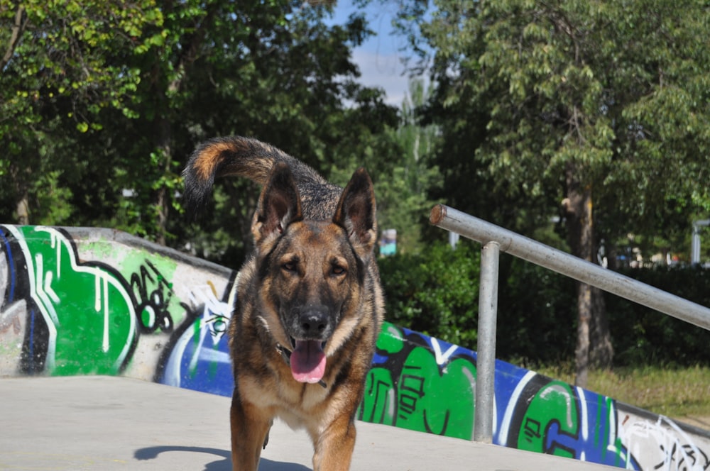 black and tan german shepherd sitting on blue wooden fence during daytime