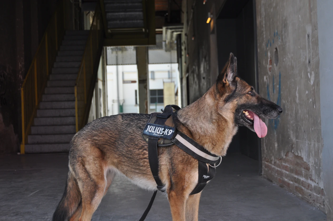 A German shepherd in a black working harness standing alert and calm, the picture of a steady trained service dog