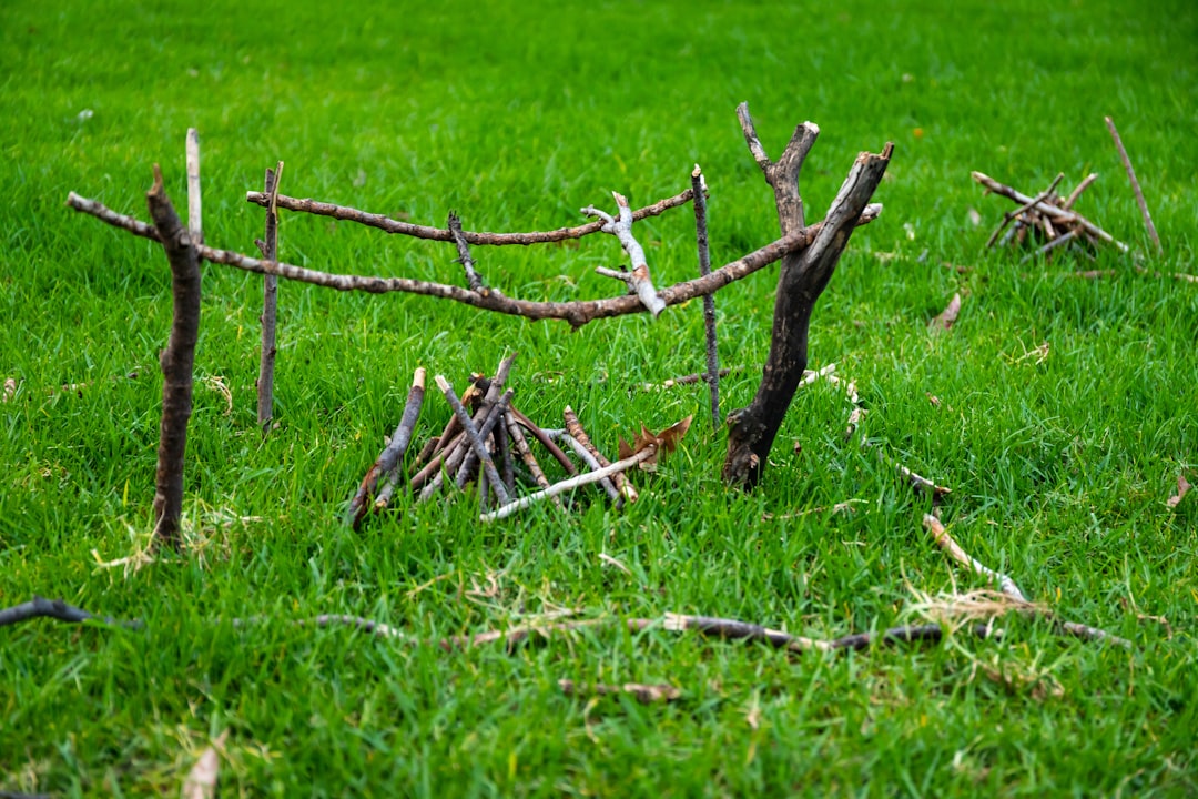 brown wooden stick on green grass during daytime