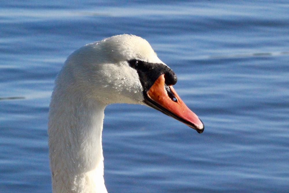 Weiße Ente tagsüber im Wasser