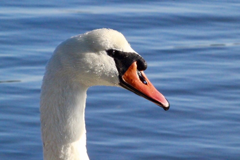 white duck in water during daytime