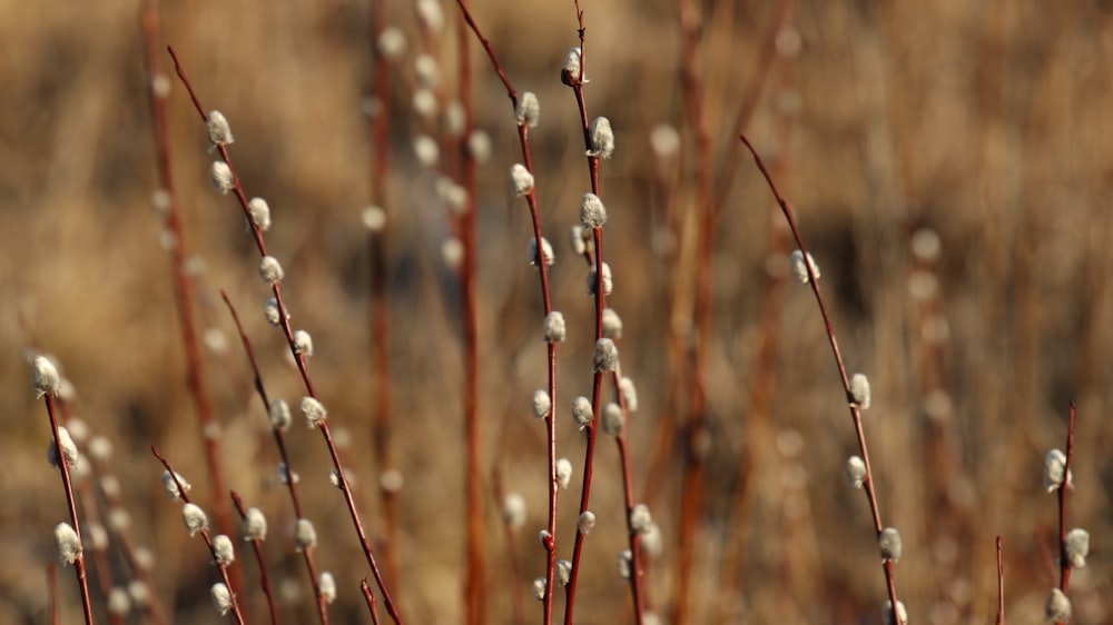 brown grass in tilt shift lens