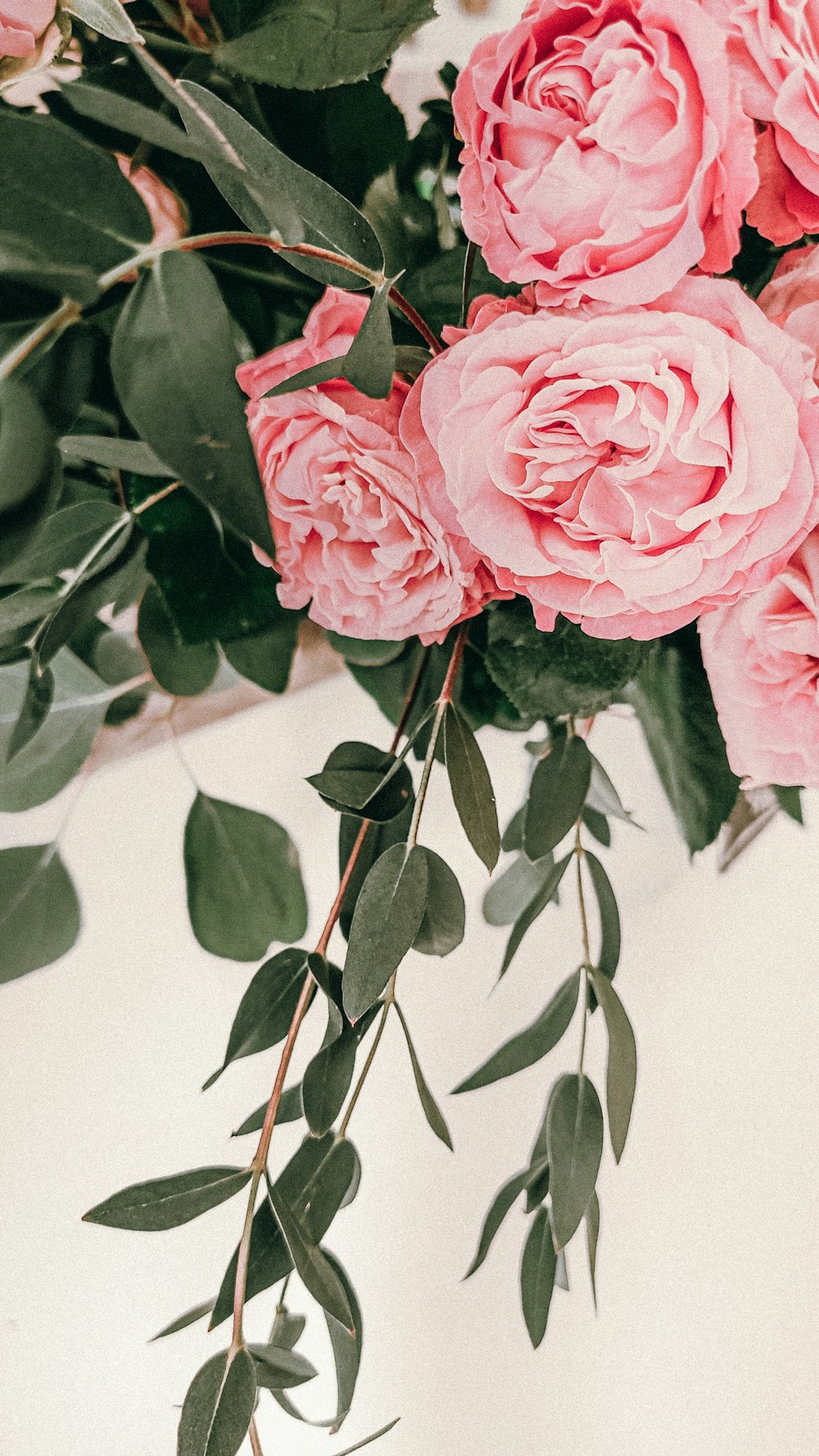 pink rose in close up photography