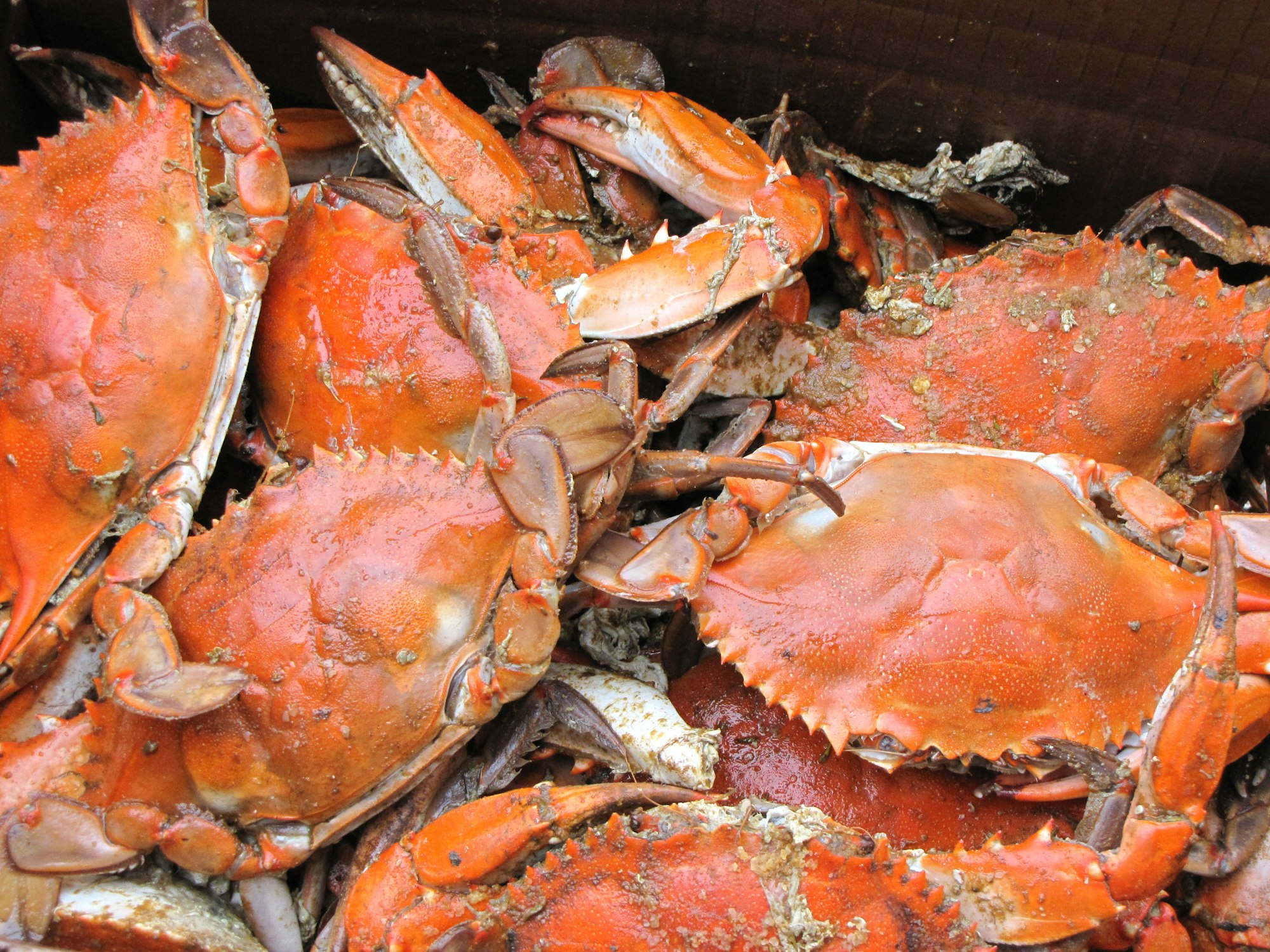 Weekly Market Update: "Don't Be the Crab"
