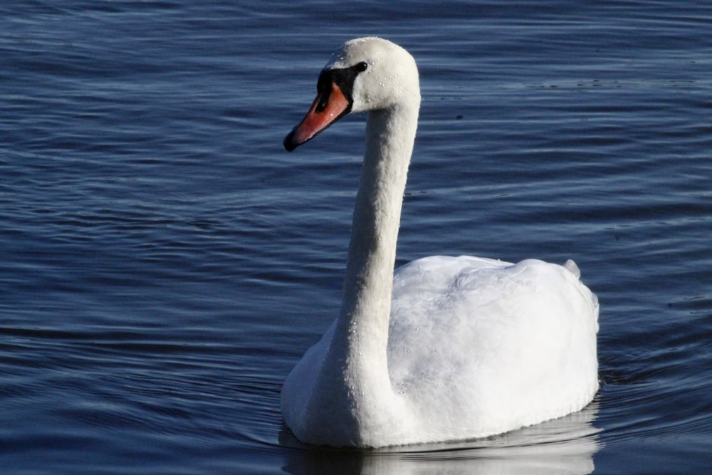 white swan on body of water during daytime