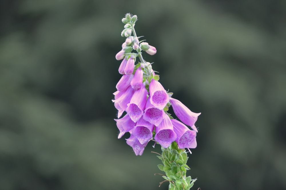 purple flower in tilt shift lens